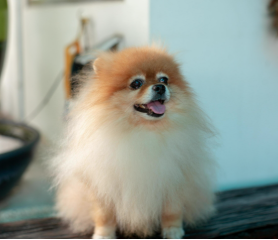 Avatar de josemasuels